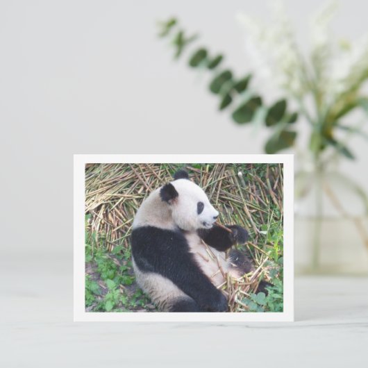 Panda Eating Postkarte (Stehend Vorderseite)