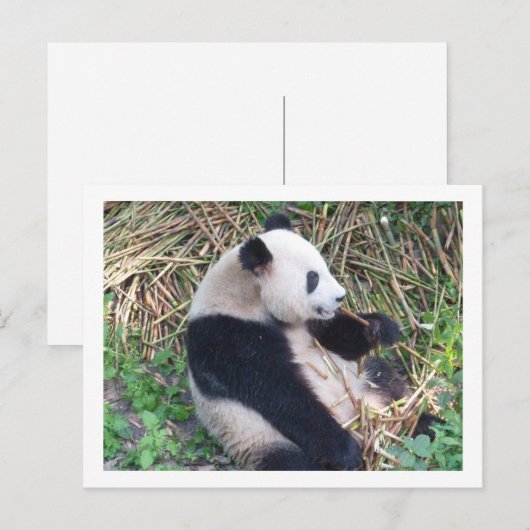Panda Eating Postkarte (Vorne/Hinten)