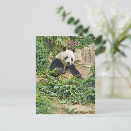 Panda essen Bambusansicht Postkarte (Stehend Vorderseite)