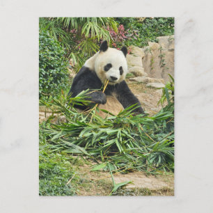 Panda essen Bambusansicht Postkarte