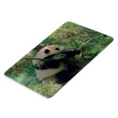 Panda-feste Umarmungen Magnet (Linke Seite)