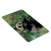 Panda-feste Umarmungen Magnet (Rechte Seite)