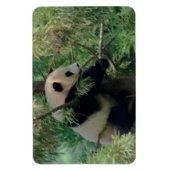 Panda-feste Umarmungen Magnet (Vertikal)