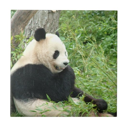 Panda-Fliese Fliese (Vorderseite)