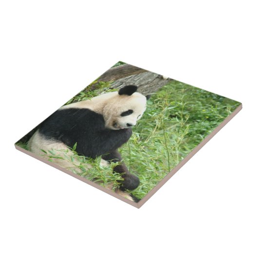 Panda-Fliese Fliese (Seite)