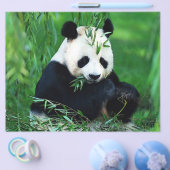 Panda Flyer (Einzeln)