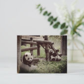 Panda Foto - Retro Style Postkarte (Stehend Vorderseite)