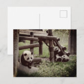 Panda Foto - Retro Style Postkarte (Vorne/Hinten)