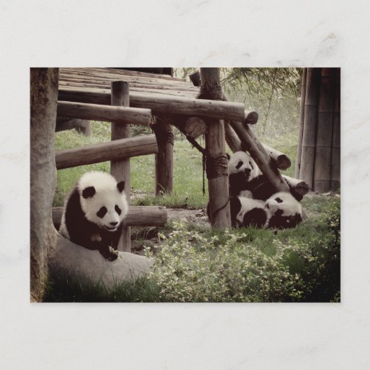 Panda Foto - Retro Style Postkarte (Vorderseite)