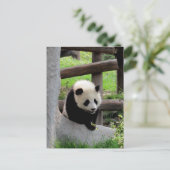 Panda Fotograf Postkarte (Stehend Vorderseite)