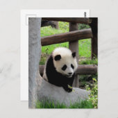 Panda Fotograf Postkarte (Vorne/Hinten)