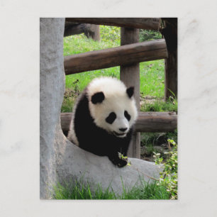 Panda Fotograf Postkarte