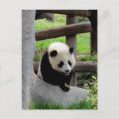 Panda Fotograf Postkarte (Vorderseite)