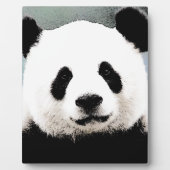 Panda Fotoplatte (Vorderseite)