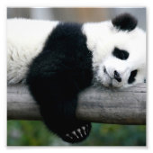 Panda Hugging Post Fotodruck (Vorne)