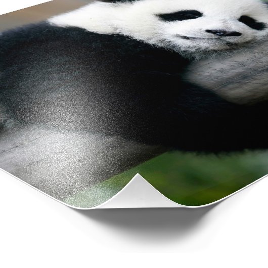Panda Hugging Post Fotodruck (Ecke)