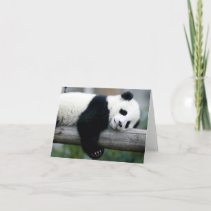 Panda Huggings Post Karte