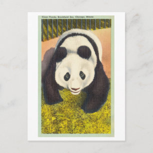 Panda im Brookfield Zoo, Chicago, Vintage Postkarte