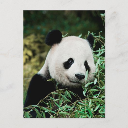 Panda im Busch Postkarte (Vorderseite)