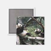 Panda im Zoo von San Diego Magnet (Vorderseite/Rückseite)