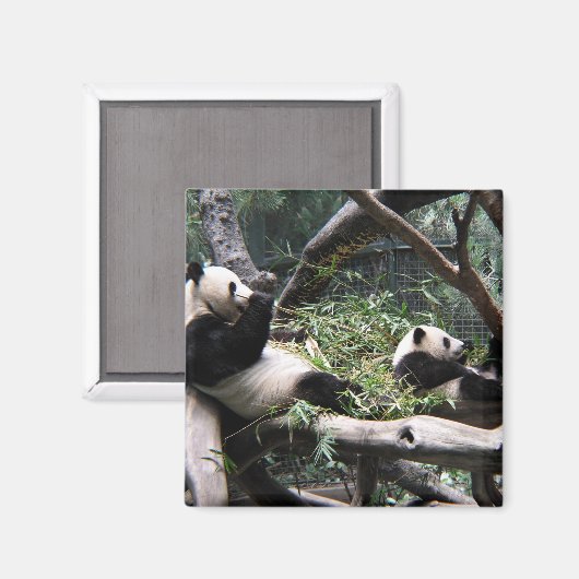 Panda im Zoo von San Diego Magnet (Vorderseite/Rückseite)