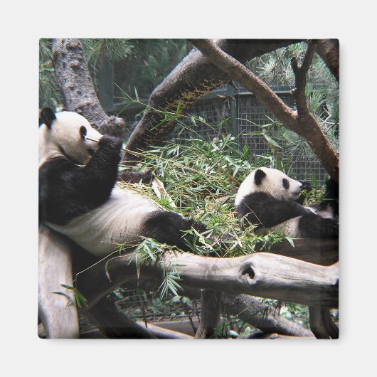 Panda im Zoo von San Diego Magnet (Vorne)