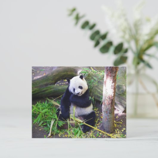 Panda im Zoo von San Diego Postkarte (Stehend Vorderseite)