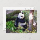 Panda im Zoo von San Diego Postkarte (Vorne/Hinten)