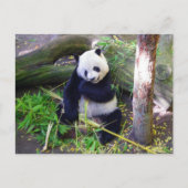Panda im Zoo von San Diego Postkarte (Vorderseite)