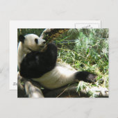 Panda im Zoo von San Diego Postkarte (Vorne/Hinten)