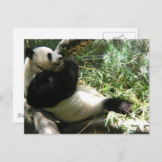 Panda im Zoo von San Diego Postkarte (Vorne/Hinten)