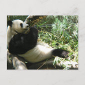 Panda im Zoo von San Diego Postkarte (Vorderseite)