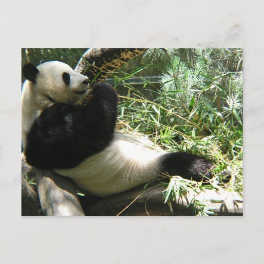 Panda im Zoo von San Diego Postkarte (Vorderseite)