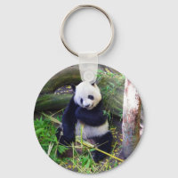 Panda im Zoo von San Diego