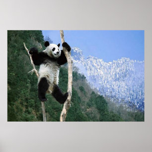 Panda in einem Baumplakat Poster