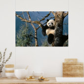 Panda in einem Baumposter 3 Poster (Küche)