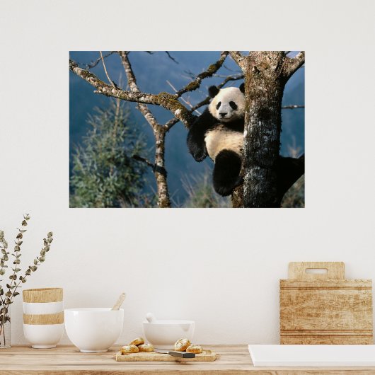 Panda in einem Baumposter 3 Poster (Küche)