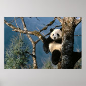 Panda in einem Baumposter 3 Poster (Vorne)