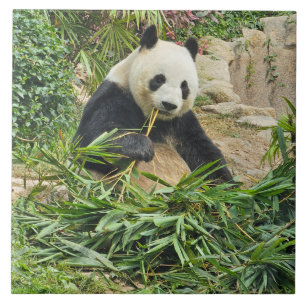 Panda isst Bambus Keramik Fliesen