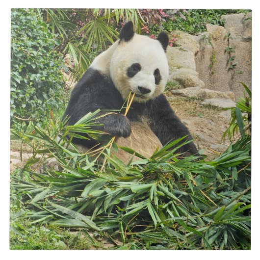 Panda isst Bambus Keramik Fliesen (Vorderseite)