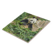 Panda isst Bambus Keramik Fliesen (Seite)