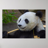 Panda isst Bambusbaumposter Poster (Vorne)