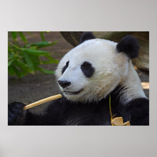 Panda isst Bambusbaumposter Poster (Vorne)