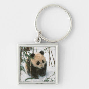 Panda-Jungtier im Schnee, Wolong, Sichuan, China Schlüsselanhänger