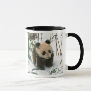 Panda-Jungtier im Schnee, Wolong, Sichuan, China Tasse