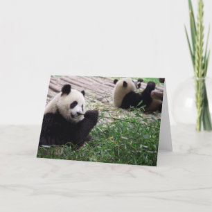 Panda Karte