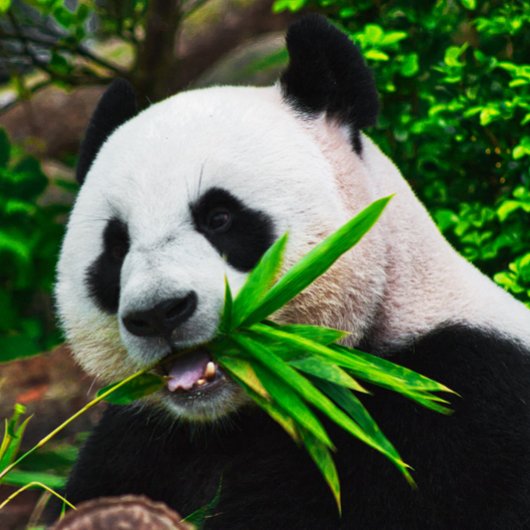 Panda kaut an Bambus Puzzle