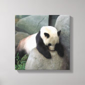 Panda-Leinwand Leinwanddruck (Vorderseite)