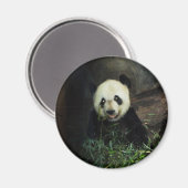 Panda Magnet (Vorderseite/Rückseite)