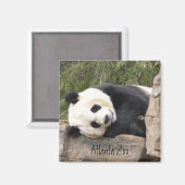 Panda Magnet (Vorderseite/Rückseite)